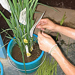 Plant Breeding - Hand Crossing