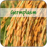 Germplasm